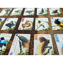 BIRDWATCHER - Master