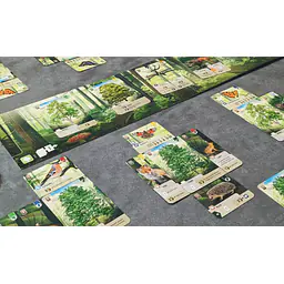 FOREST SHUFFLE  - Master